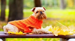 Griffon dog (foto): frumos fidget